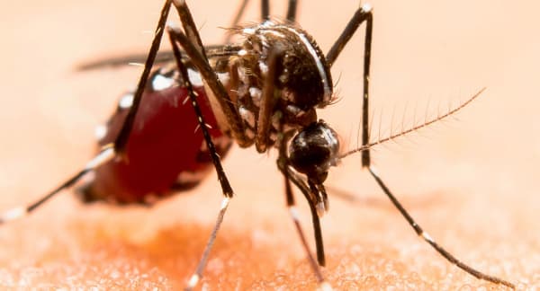 Mueren 28 por 'probable' dengue