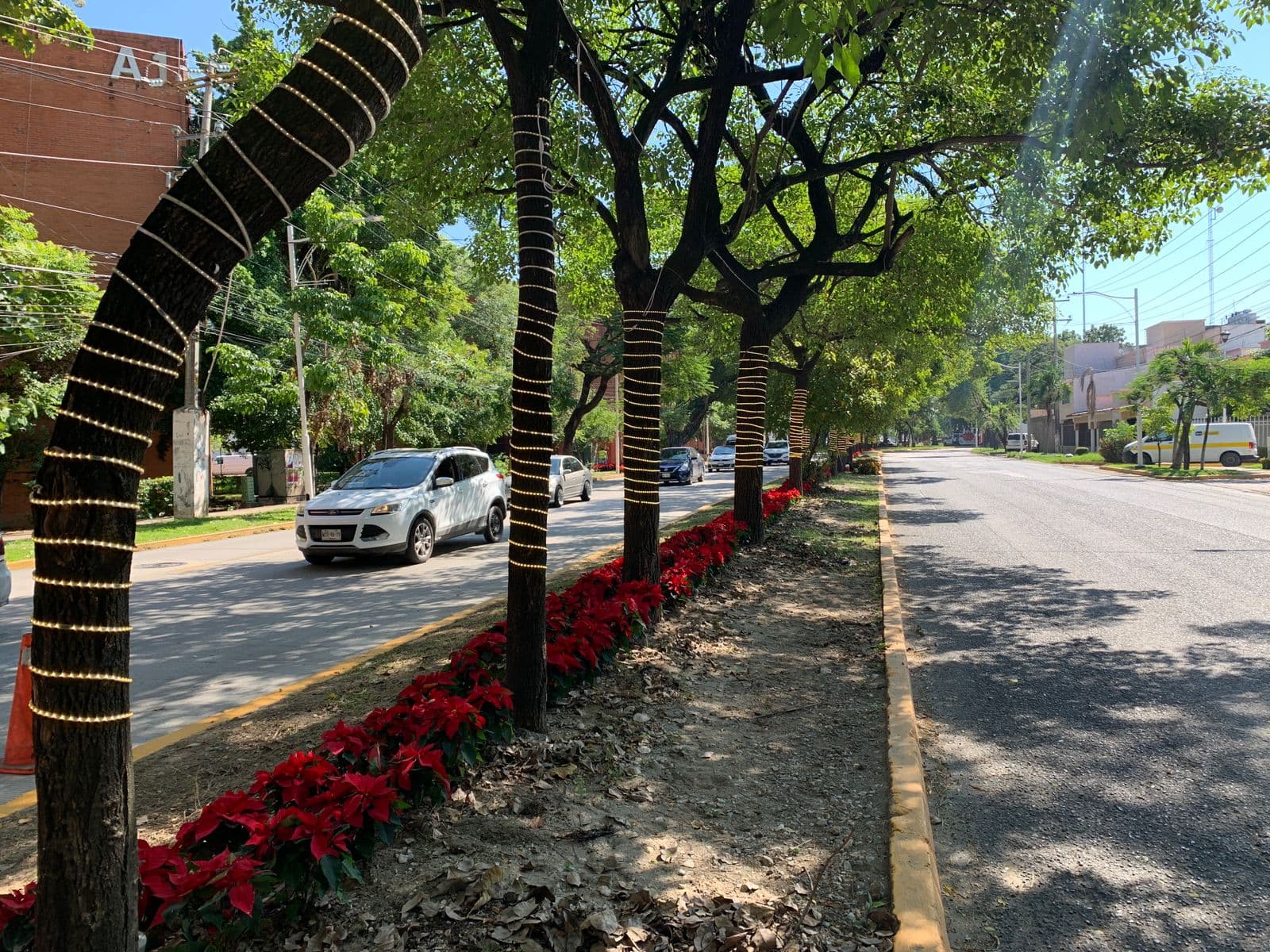 Llega Navidad al Edén; decoran avenidas con nochebuenas