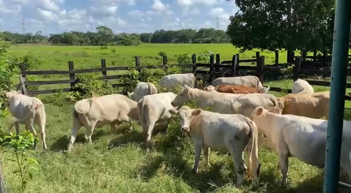 Incrementa extorsión y robo de ganado en Campeche