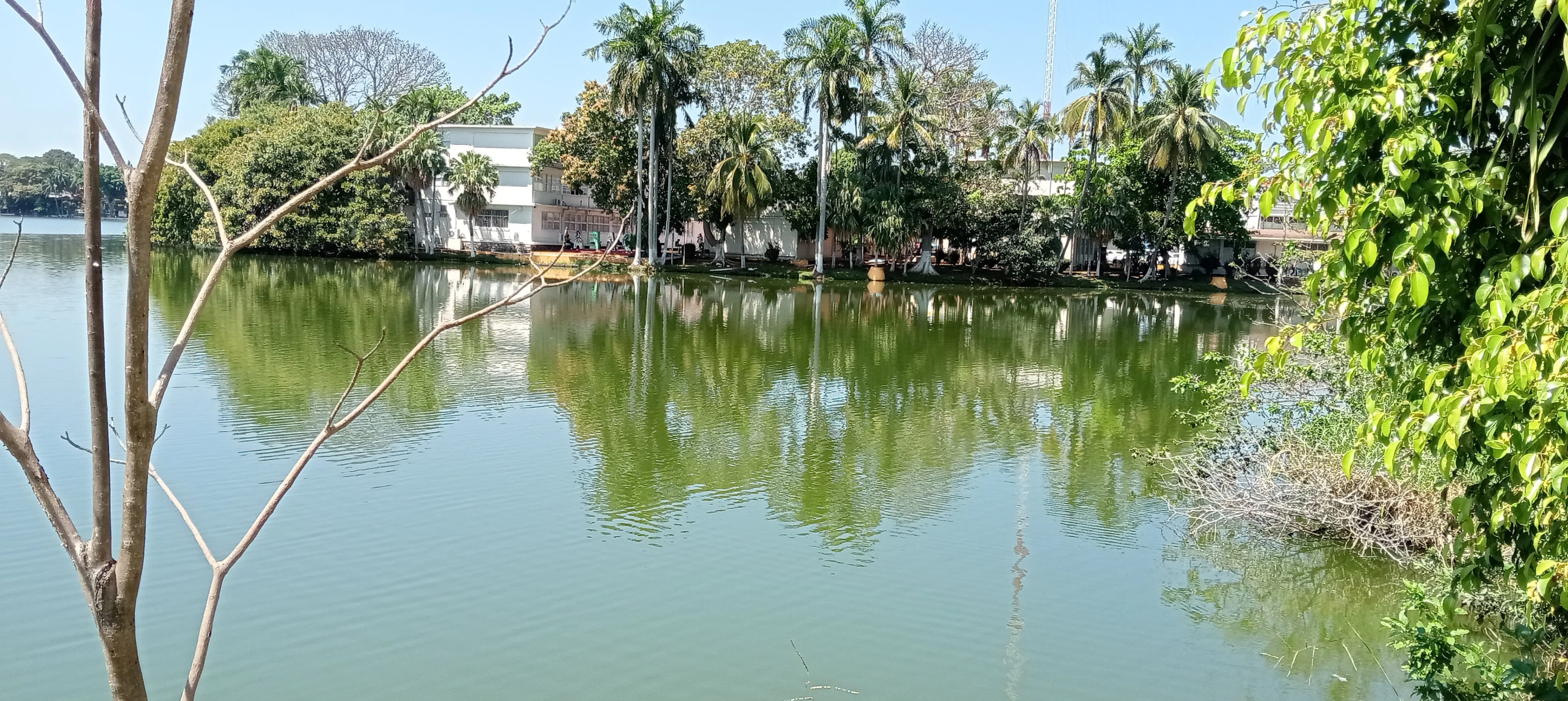 Dañan cocodrilos instalaciones de DAEA: Rector de la UJAT