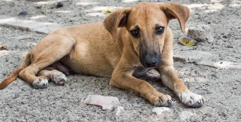 Gusano barrenador también infesta a perros