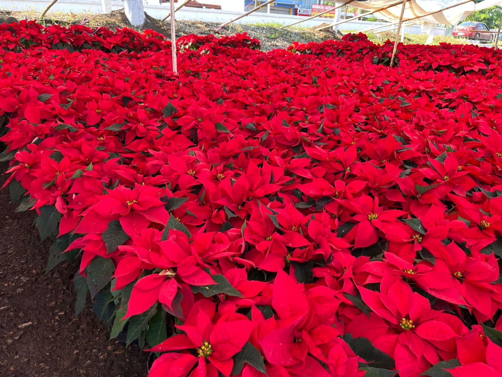 Encarecen 20% las nochebuenas