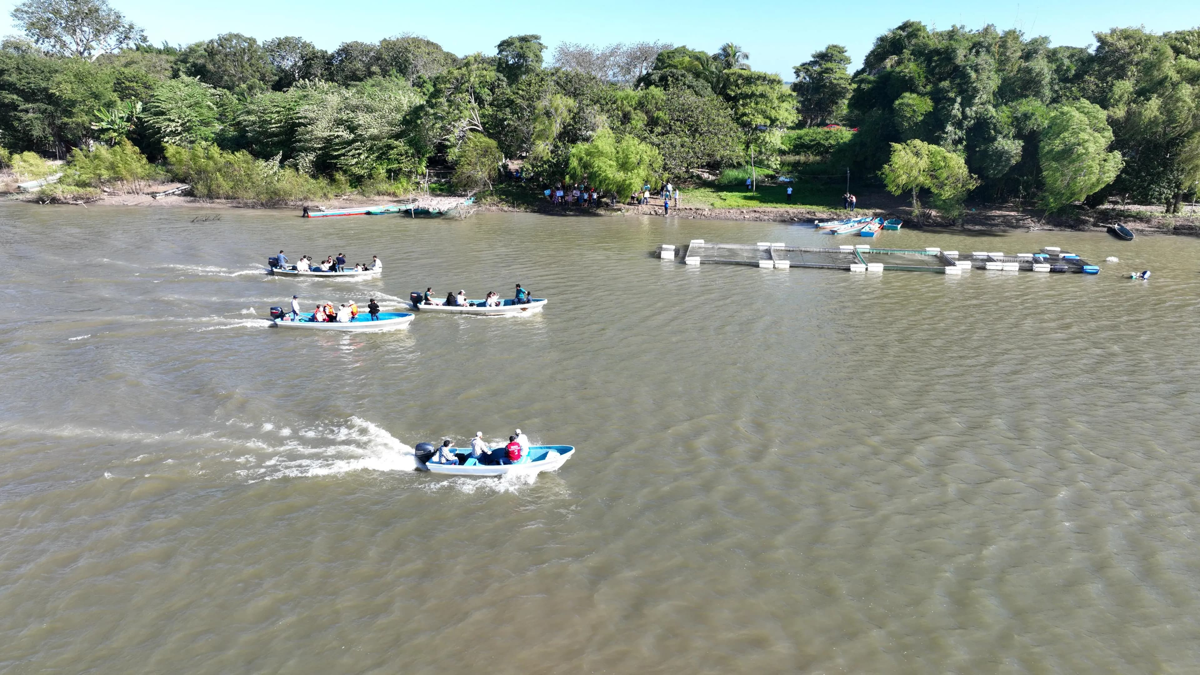 Tabasco mantiene déficit de producción de Mojarra Tilapia