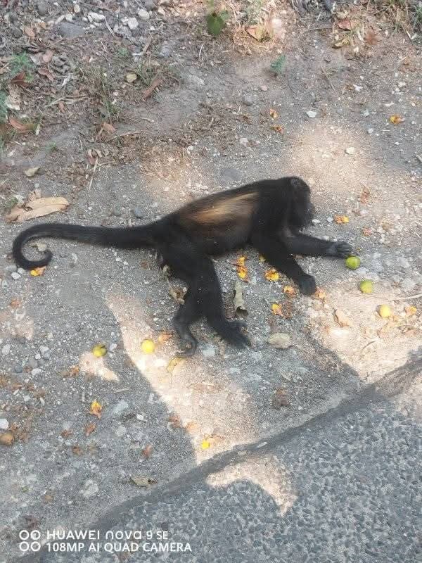 ¡Peligran monos aulladores por golpes de calor!