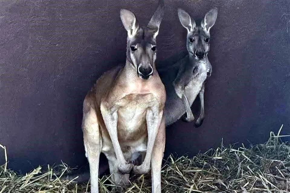 Detienen a siete en Hidalgo con armas...¡y dos canguros!