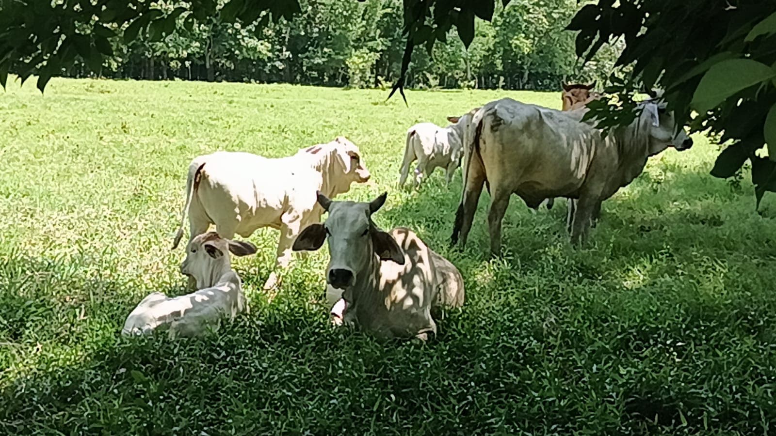 Temen productores impacto por lluvias