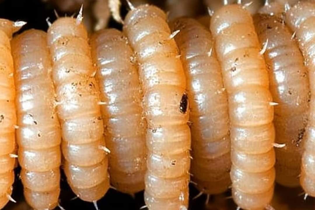 Suspende EU importaciones de ganado mexicano