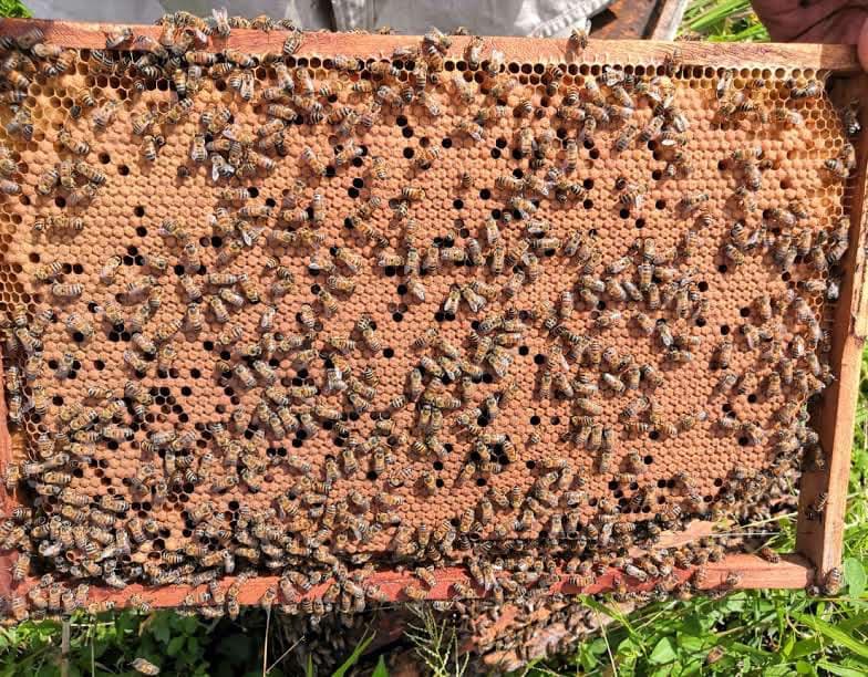 Frente fríos podrían afectar producción de miel en Campeche