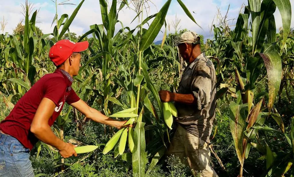 Presumen el sur ¡y cultivos bajan!