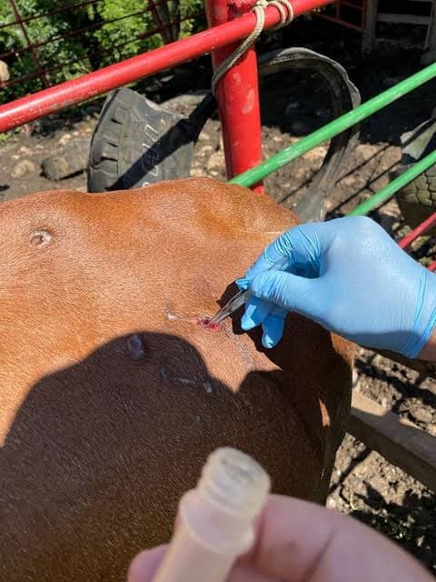 No cuadran cifras por brote de gusano barrenador