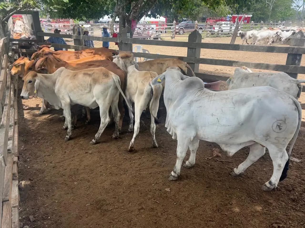 Concluye entrega de paquetes ganaderos en Macuspana