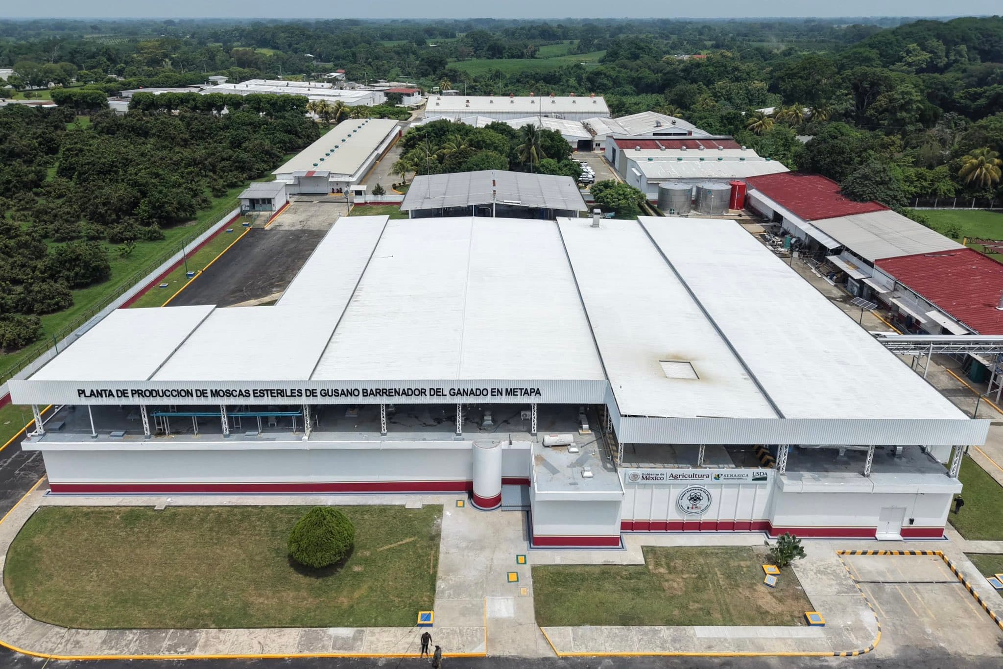 Inauguran planta de moscas contra gusano barrenador en Chiapas
