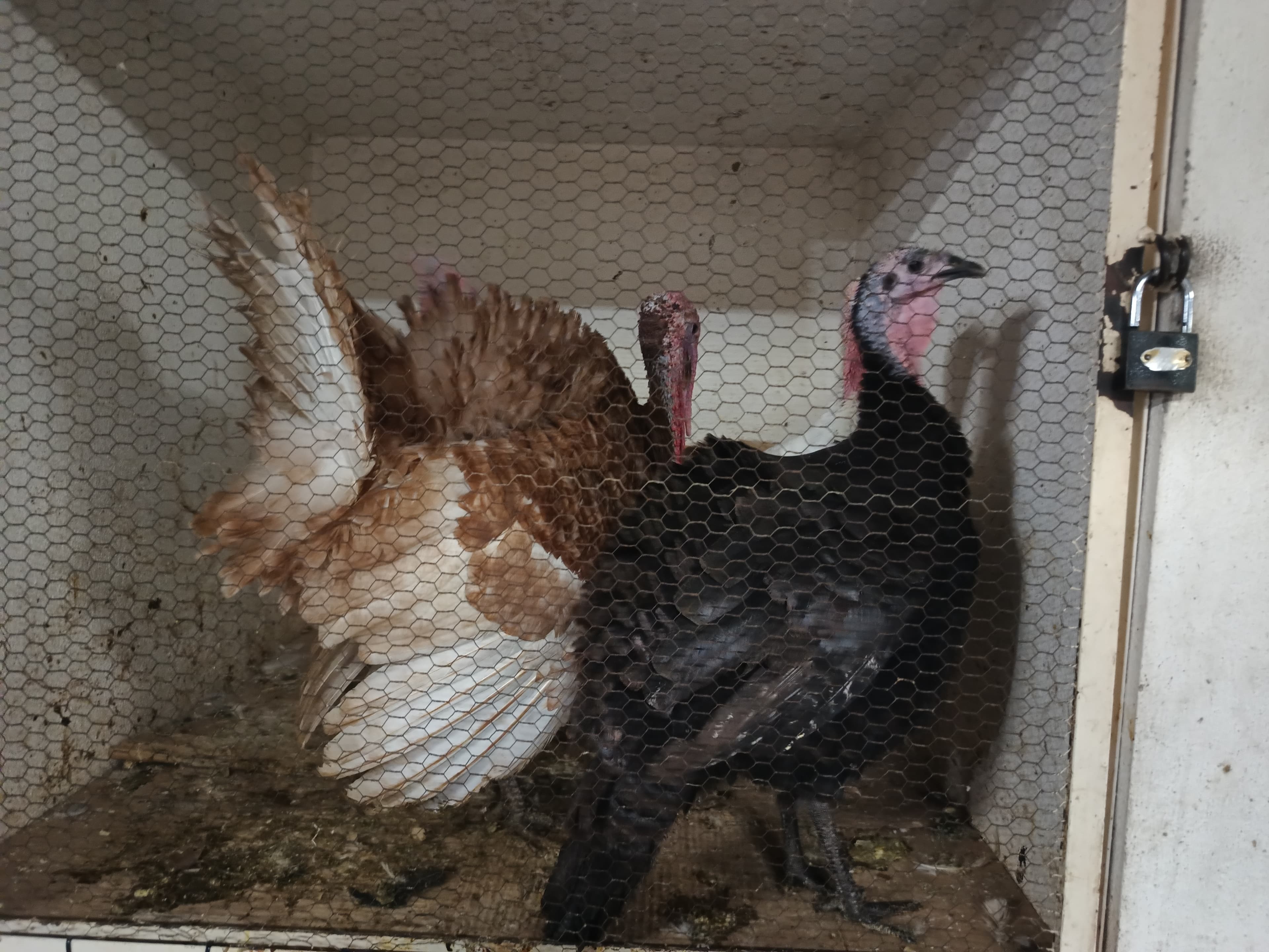 'Volarán' pavos para cena de navidad y fin de año