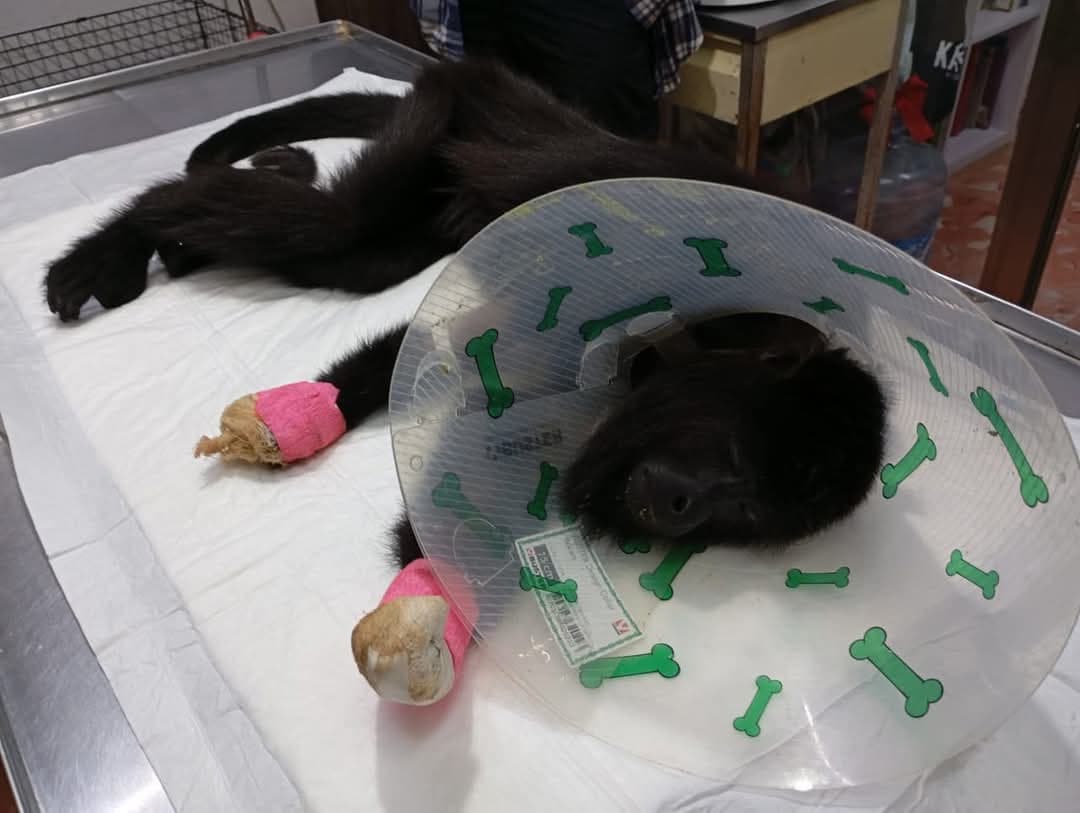 Amputan mano izquierda y dos dedos de la derecha a mona saraguato electrocutada