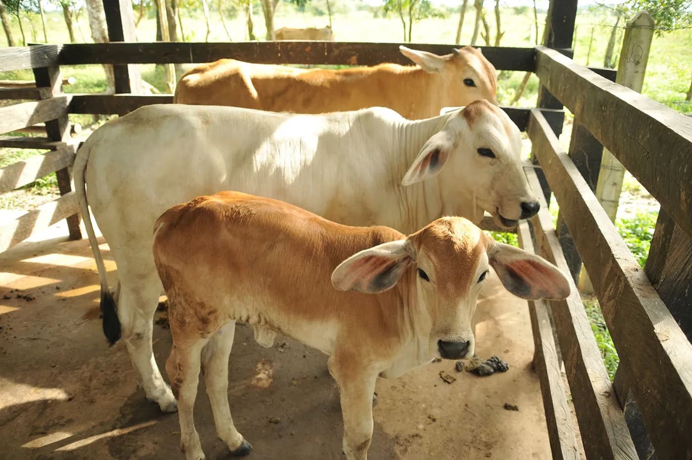 Arranca barrido sanitario en hato ganadero