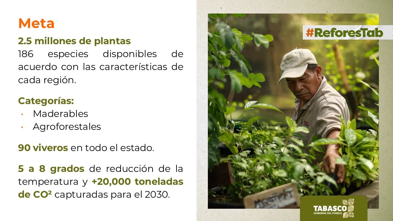 Prometen reforestar 2,500 hectáreas de Tabasco con 2.5 millones de plantas