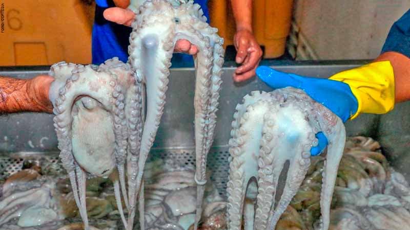 Inicia temporada de pulpo en Sabancuy