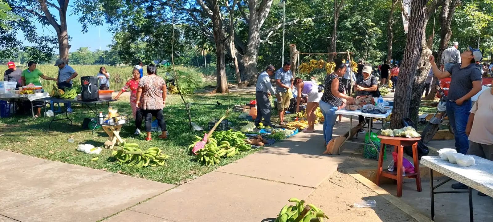 Ofrecen fruta fresca en tianguis campesino de Gaviotas