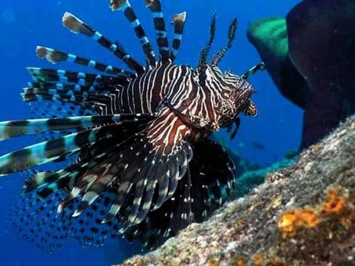 Advierten sobre invasión de 200 especies acuáticas