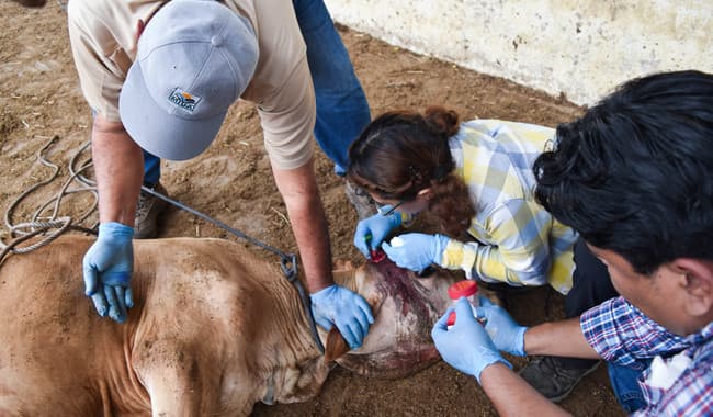 100 veterinarios y moscas estériles contra barrenador en Tabasco