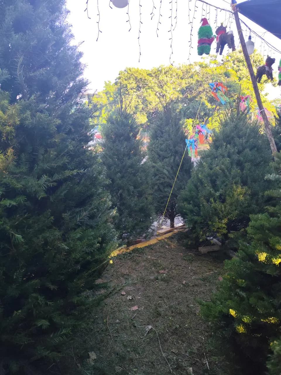 De $950 a $1,700 cuestan los pinos naturales