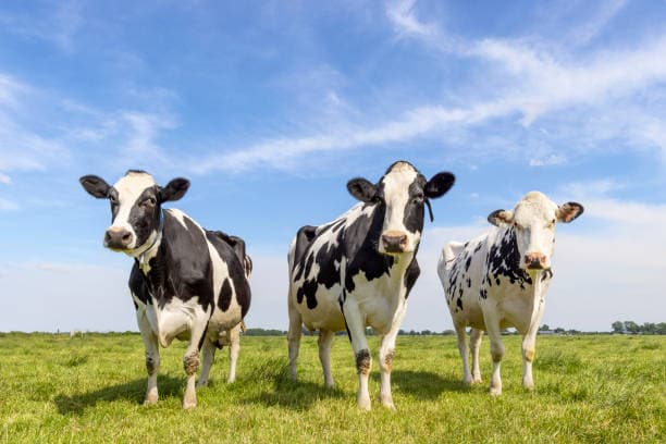 Evitar consumo de leche cruda por gripe aviar, recomienda OMS
