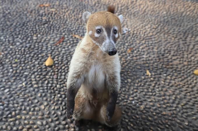 ¡No den chicharrones a coatíes!, exigen a turistas