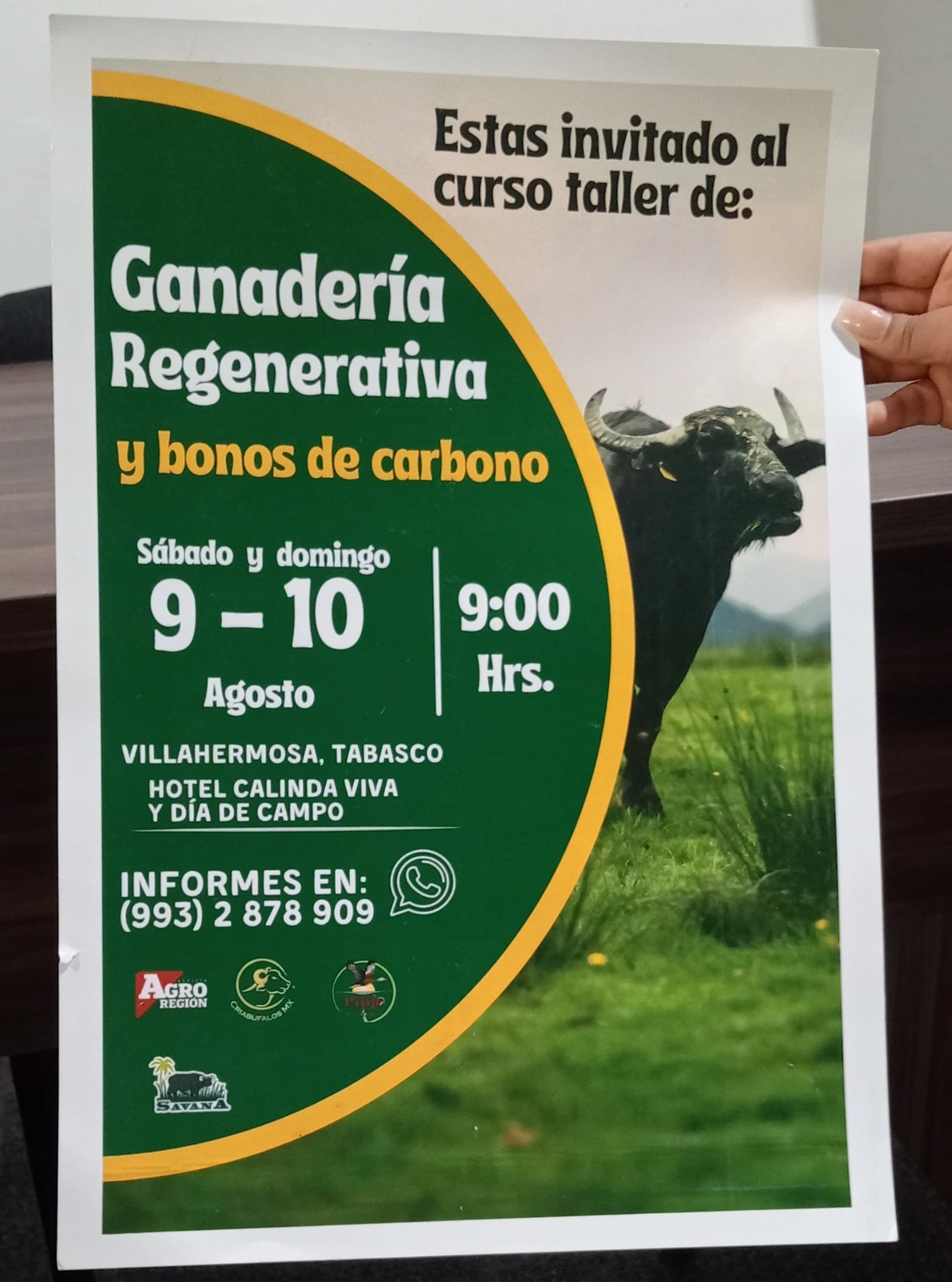 Fomentan cría de búfalo de agua en Tabasco