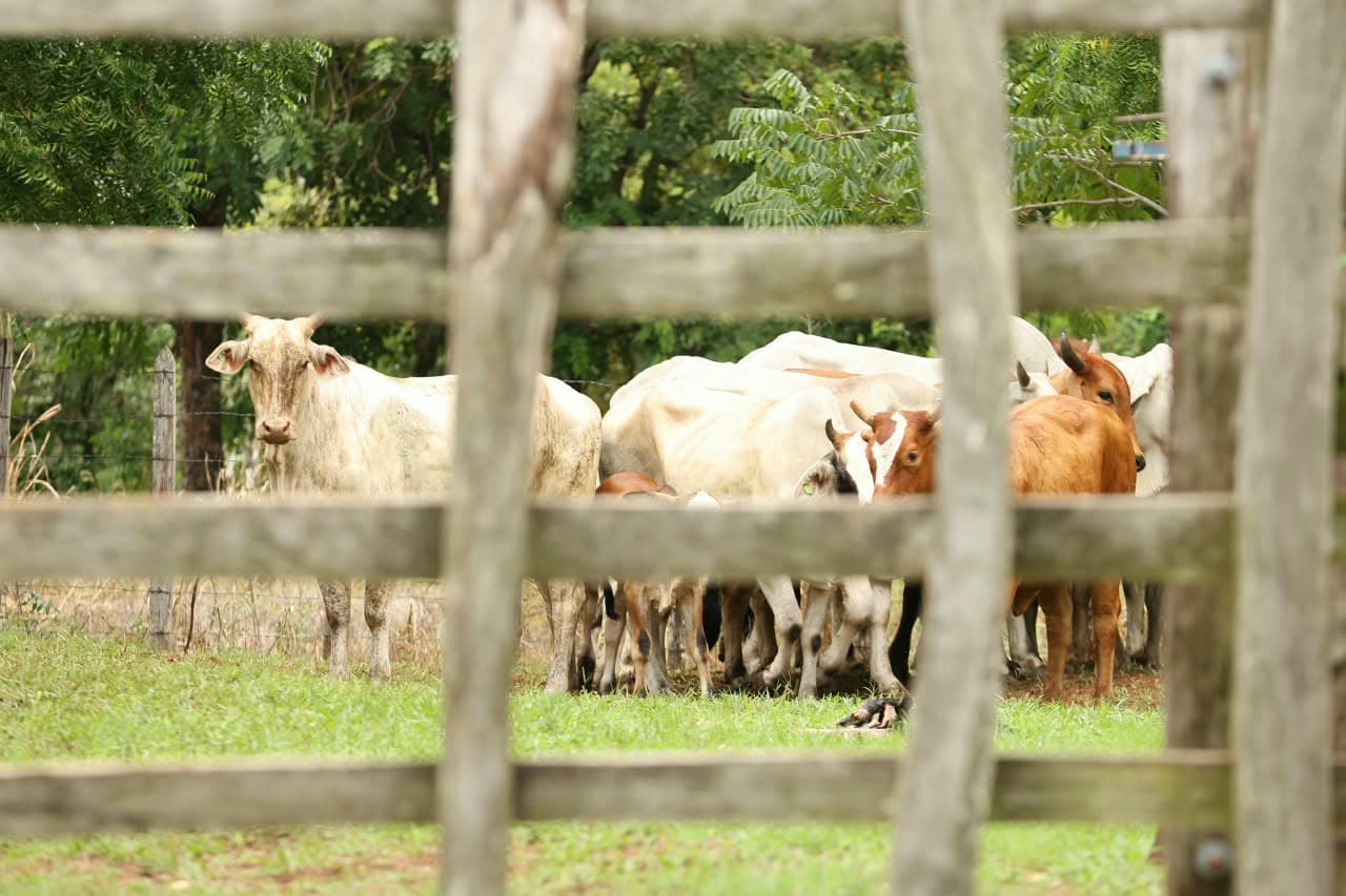 Tabasco alista subastas y venta directa de ganado para eliminar el coyotaje