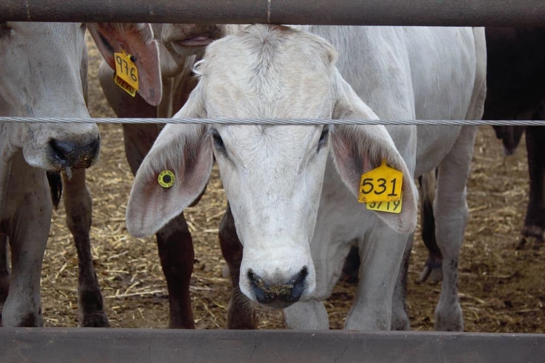 Crecen casos de Gusano Barrenador en Yucatán