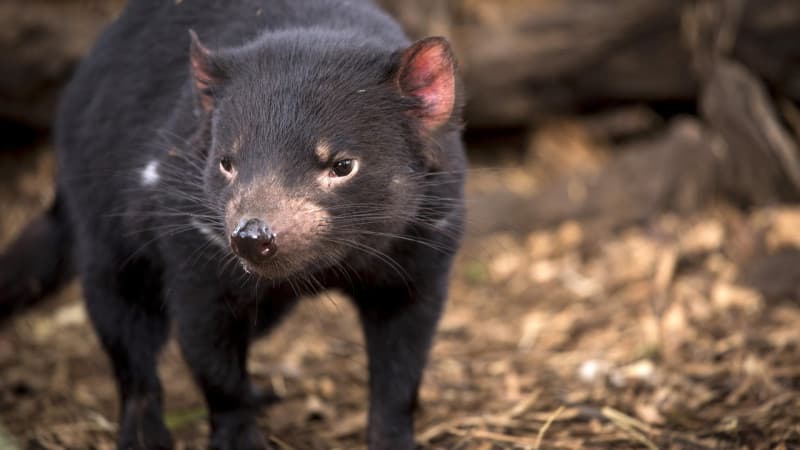 El diablo de Tasmania podría tener la solución al Cáncer
