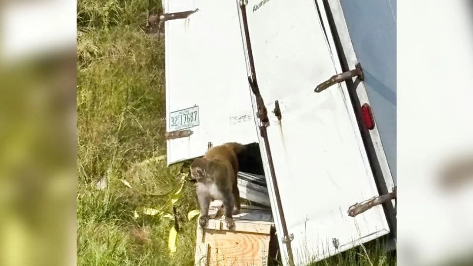 Sigue misterio de monos de laboratorio que escaparon en accidente