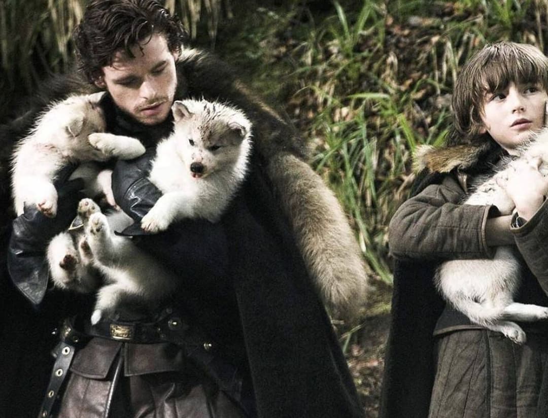 Reviven al lobo huargo de Juego de Tronos, extinto hace 13,000 años