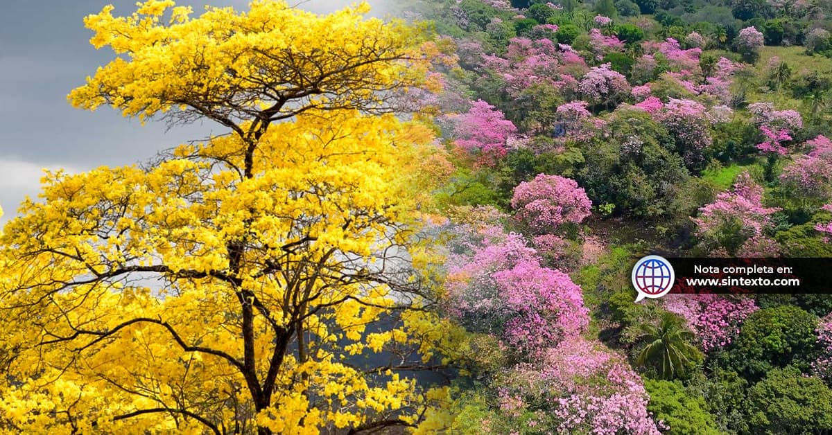 Descarta May tala de árboles por Villahermosa 2030
