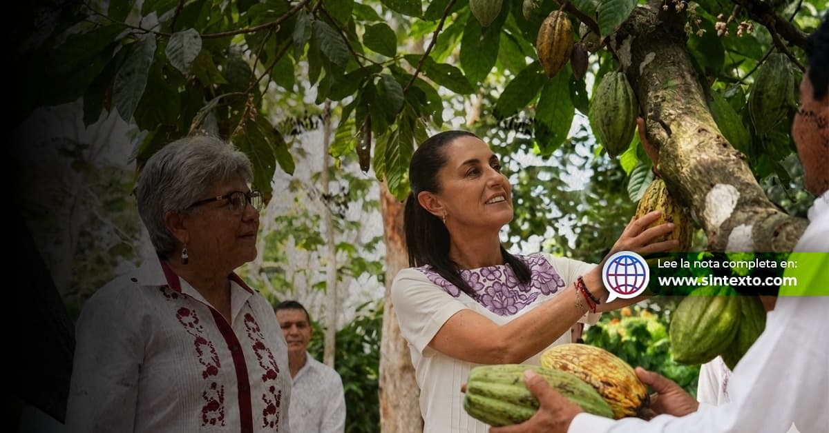 Promete Sheinbaum impulso al cacao tabasqueño